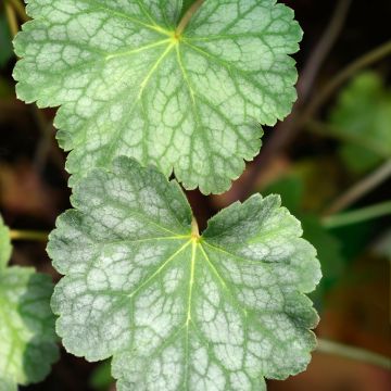 Heuchera americana Dales Strain