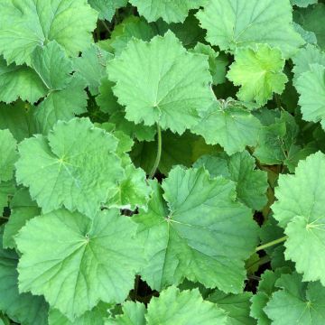 Heuchera villosa Chantilly