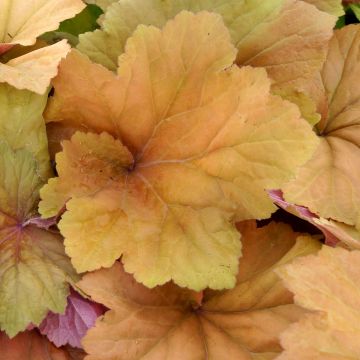 Heuchère Mega Caramel - Heuchera