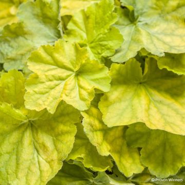 Heuchera Pretty Pistachio