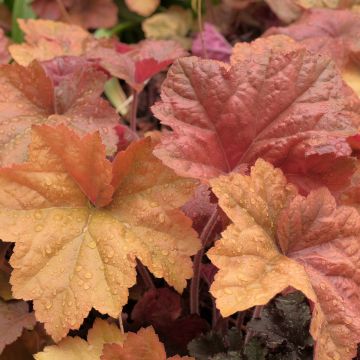Heuchera Southern Comfort - Heuchère