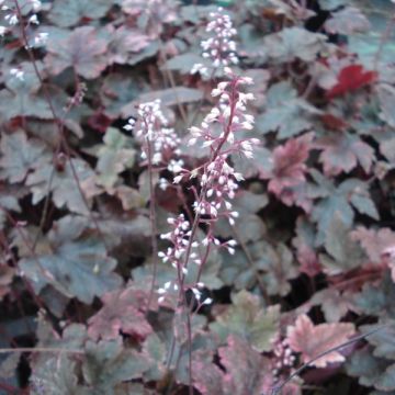 Heucherella Berry Fizz