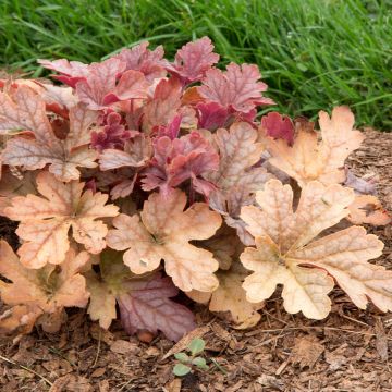 Heucherella Honey Rose