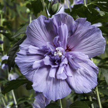 Hibiscus syriacus Blue Chiffon - Rose of Sharon