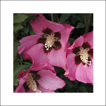 Hibiscus syriacus  Pink Giant® (Flogi)