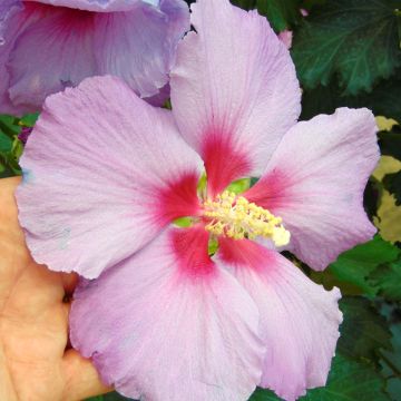 Hibiscus syriacus (x) paramutabilis  Rose Moon (WALHIROSMO)
