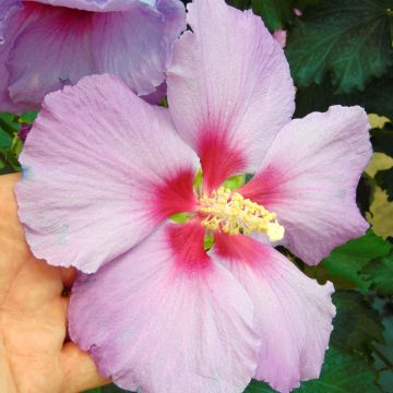 Hibiscus Rose Moon