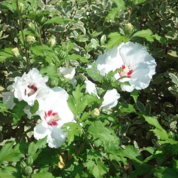 Hibiscus syriacus Sup'Heart®