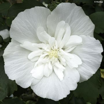 Hibiscus syriacus White Chiffon - Rose of Sharon