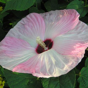 Hibiscus moscheutos Fujin - Swamp Rose Mallow