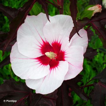 Hibiscus moscheutos Joli Coeur