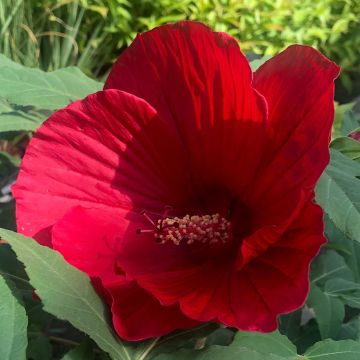 Hibiscus moscheutos Midnight Marvel - Swamp Rose Mallow