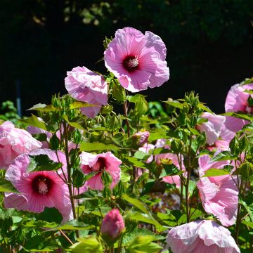 Hibiscus moscheutos Solène - Swamp Rose Mallow