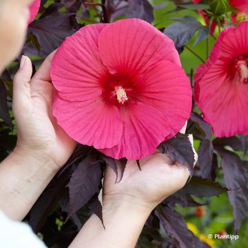 Hibiscus moscheutos Pink Passion - Swamp Rose Mallow
