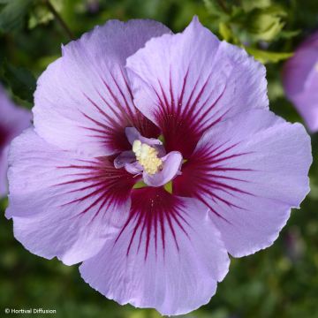 Hibiscus syriacus Duc de Brabant - Rose of Sharon