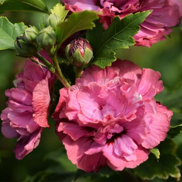 Hibiscus syriacus Duc de Brabant - Rose of Sharon