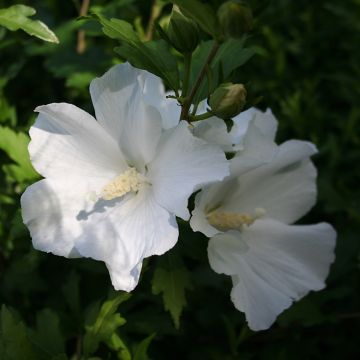 Hibiscus syriacus Eléonore - Rose of Sharon