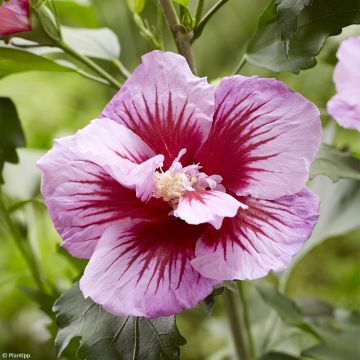 Hibiscus syriacus Flower Tower Purple - Rose of Sharon