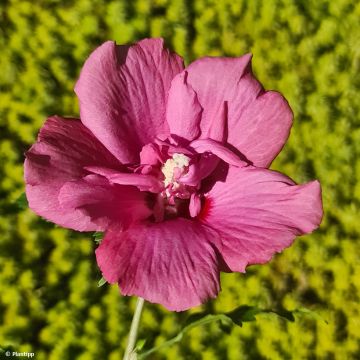 Hibiscus syriacus Flower Tower Ruby - Rose of Sharon
