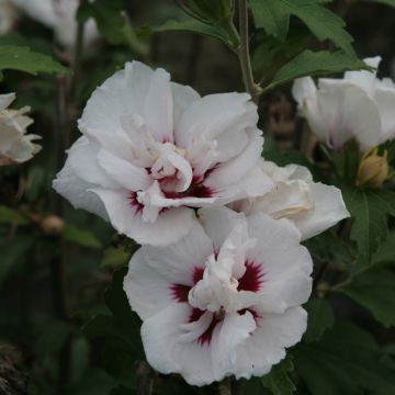 Hibiscus syriacus Lady Stanley - Rose of Sharon