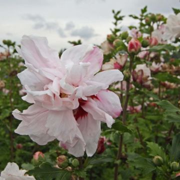 Hibiscus syriacus Leopoldii - Rose of Sharon