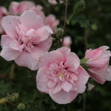 Hibiscus syriacus Pink Chiffon - Rose of Sharon