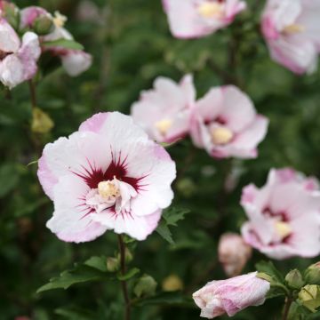 Hibiscus syriacus Pinky Spot - Rose of Sharon
