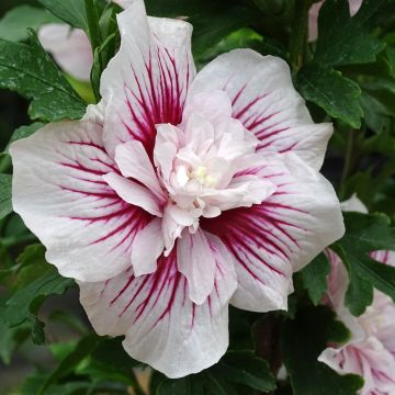 Hibiscus syriacus Starburst Chiffon - Rose of Sharon