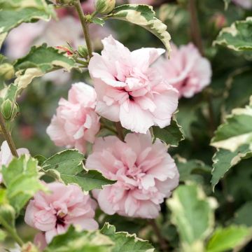 Hibiscus syriacus Sugar Tip - Rose of Sharon