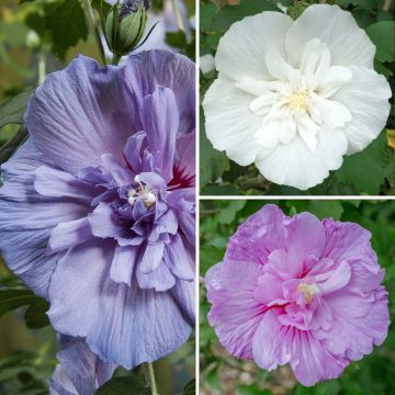 Hibiscus syriacus Three Sisters (Lavender Chiffon, Blue Chiffon, White Chiffon) - Rose of Sharon