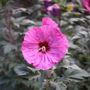 Hibiscus moscheutos Berry Awesome - Swamp Rose Mallow