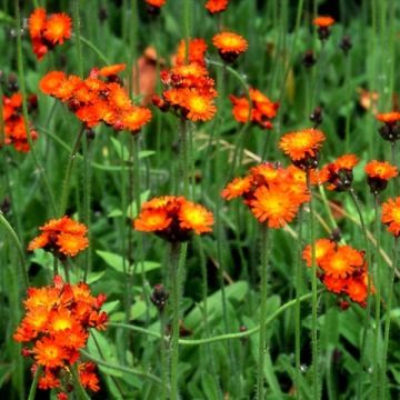 Hieracium aurantiacum