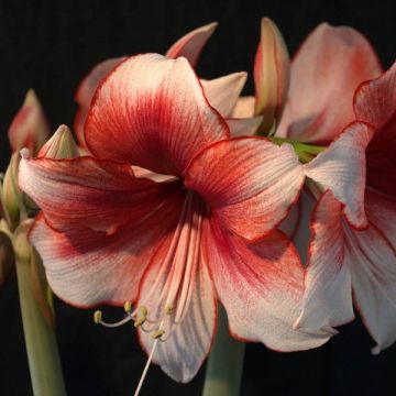 Hippeastrum Charisma - Amaryllis