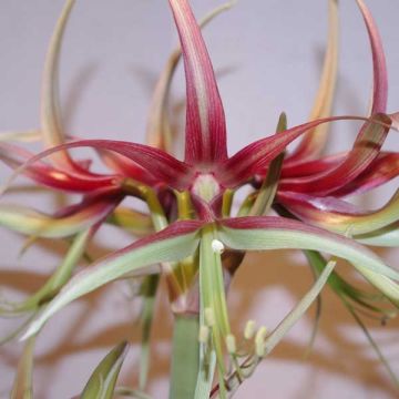 Hippeastrum Chico - Amaryllis