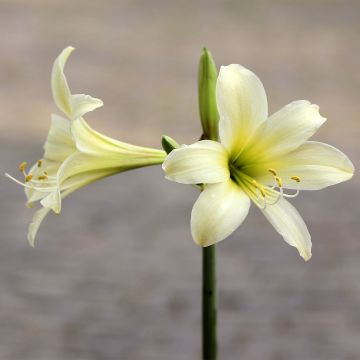 Hippeastrum Marrakech