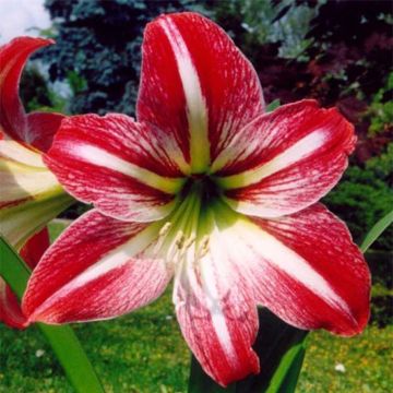 Hippeastrum  Tres Chic