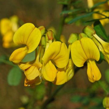 Hippocrepis (Coronilla) emerus - Coronille des jardins.