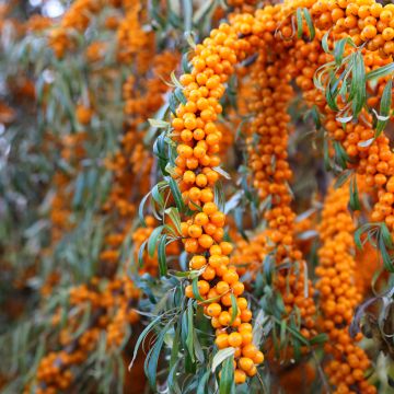 Hippophae rhamnoides Orange Energy Hagebo