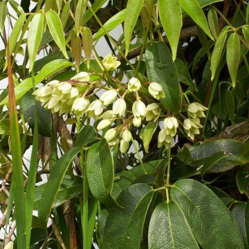 Holboellia coriacea - Sausage Vine