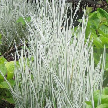 Holcus mollis Albovariegatus - Variegated creeping soft grass