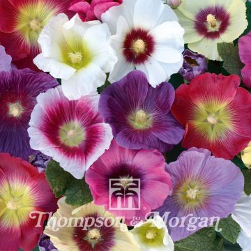 Alcea rosea Halo Mixed - Hollyhock