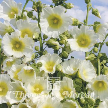 Alcea rosea Halo White Seeds - Hollyhock