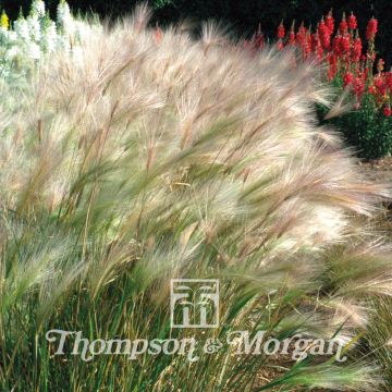 Hordeum jubatum Seeds