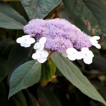 Hydrangea aspera Velvet & Lace