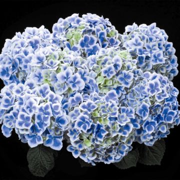 Hydrangea macrophylla Beautensia Dali