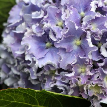 Hydrangea macrophylla Beautensia Spike