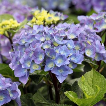 Hydrangea macrophylla Black Steel Purple