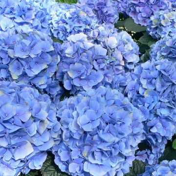 Hydrangea macrophylla Bodensee