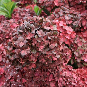 Hydrangea Macrophylla Chocolate