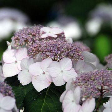 Hydrangea macrophylla Cloudi